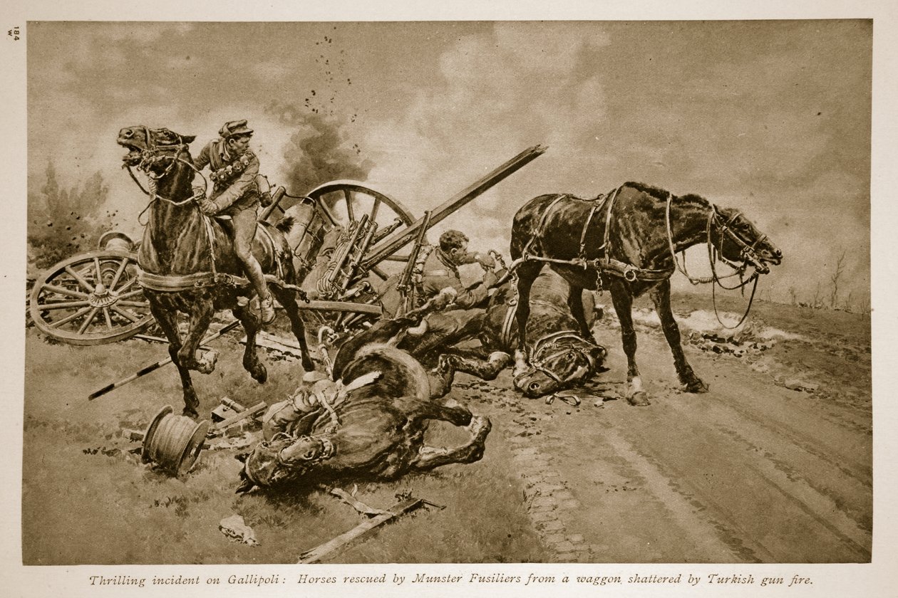 Gallipoli: Caballos rescatados por los Fusileros de Munster de un carro destrozado por el fuego turco, 1914-19 de English School