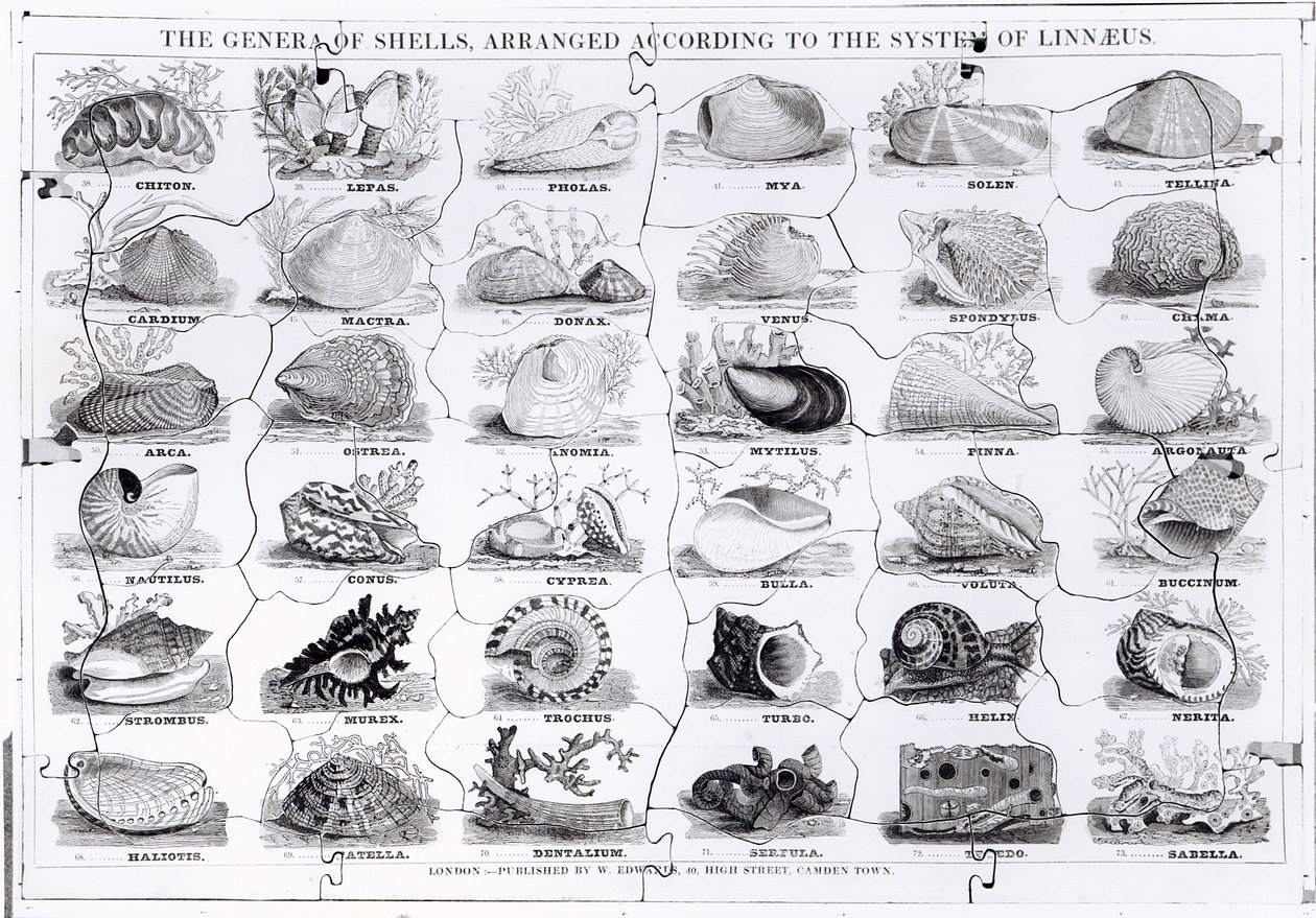 Genera de conchas rompecabezas, pub. por W. Edwards de English School