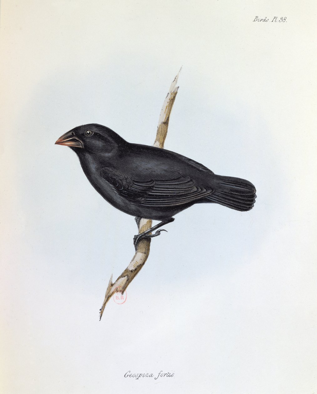 Geospiza Fortis, ilustración de La Zoología del Viaje del H.M.S. Beagle, 1832-36, por Charles Darwin (1809-92), 1840 de English School