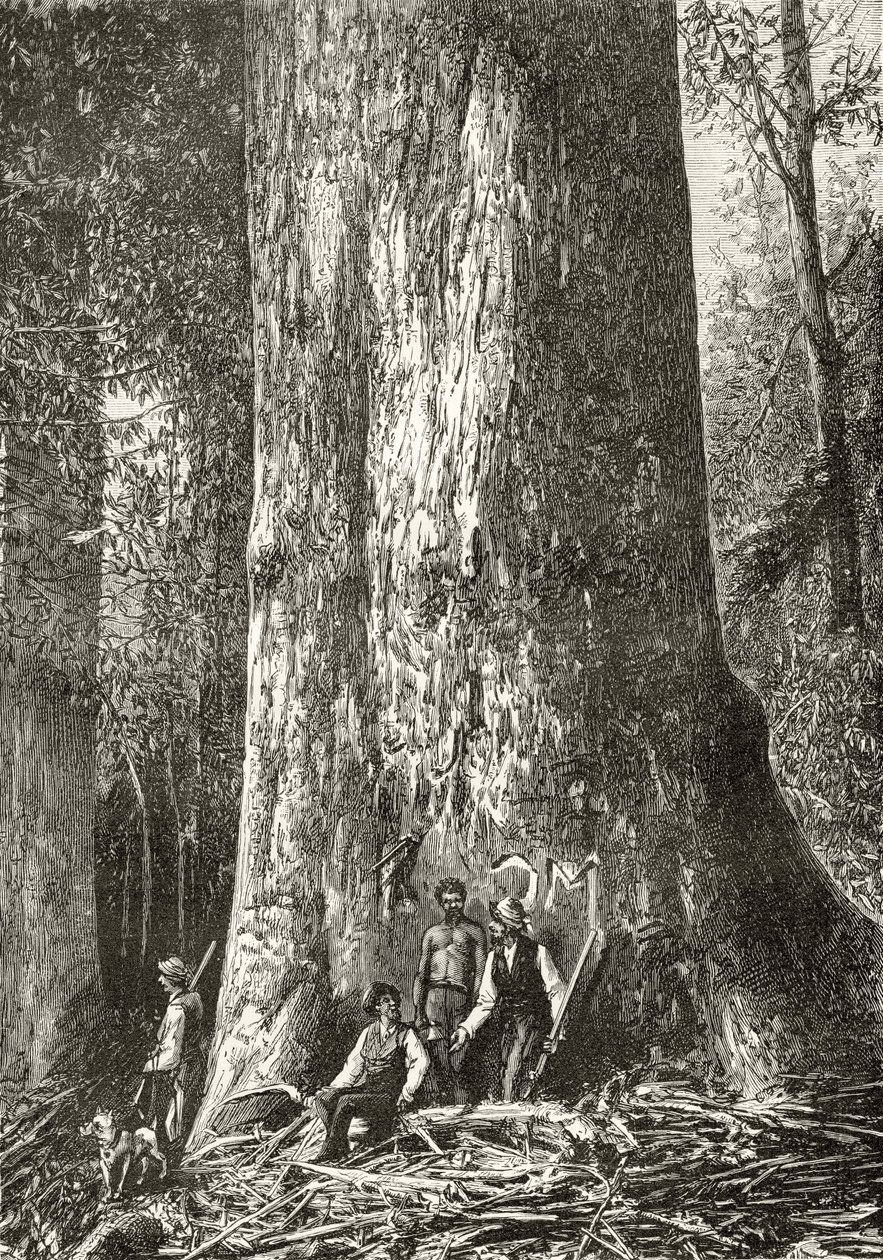 Árbol de goma gigante, de 