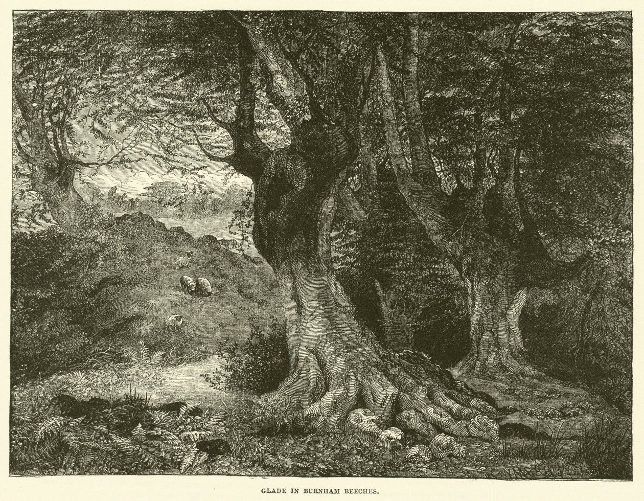 Glade in Burnham Beeches (grabado) de English School