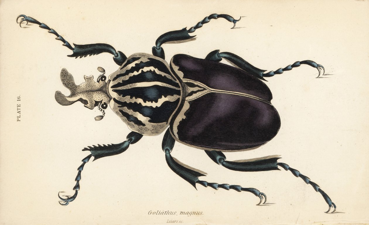 Escarabajo Goliat, Goliathus goliatus (Goliathus magnus) de English School