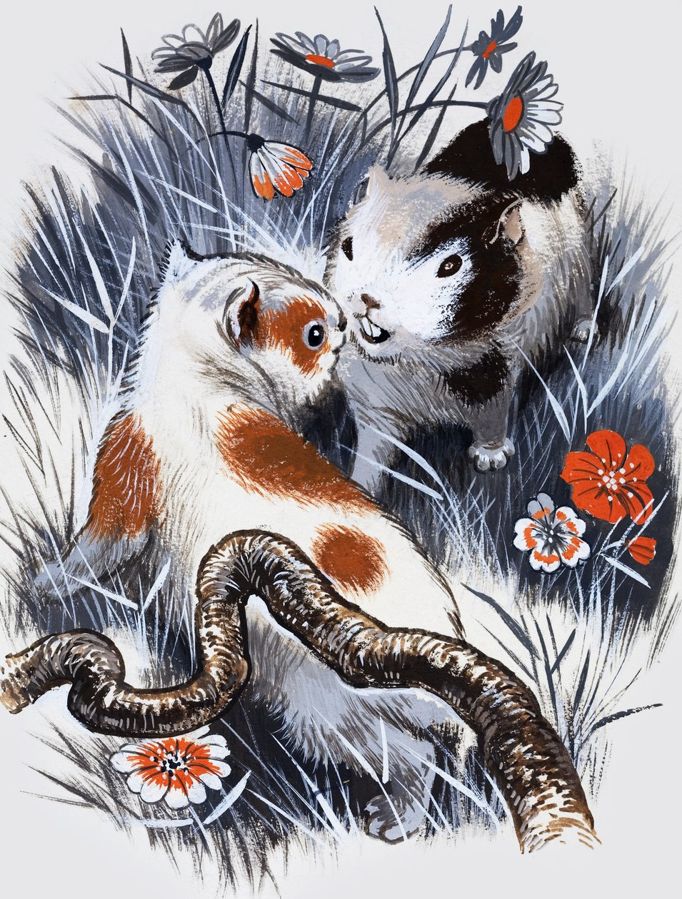 Guinea Pig (gouache sobre papel) de English School