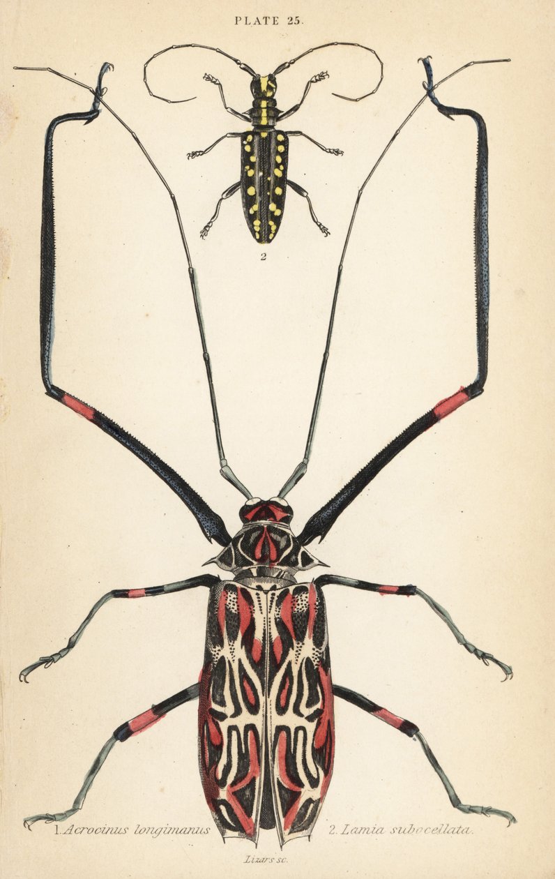 Escarabajo arlequín, Acrocinus longimanus 1, y escarabajo de cuerno largo de cara plana, Taeniotes subocellatus 2 de English School