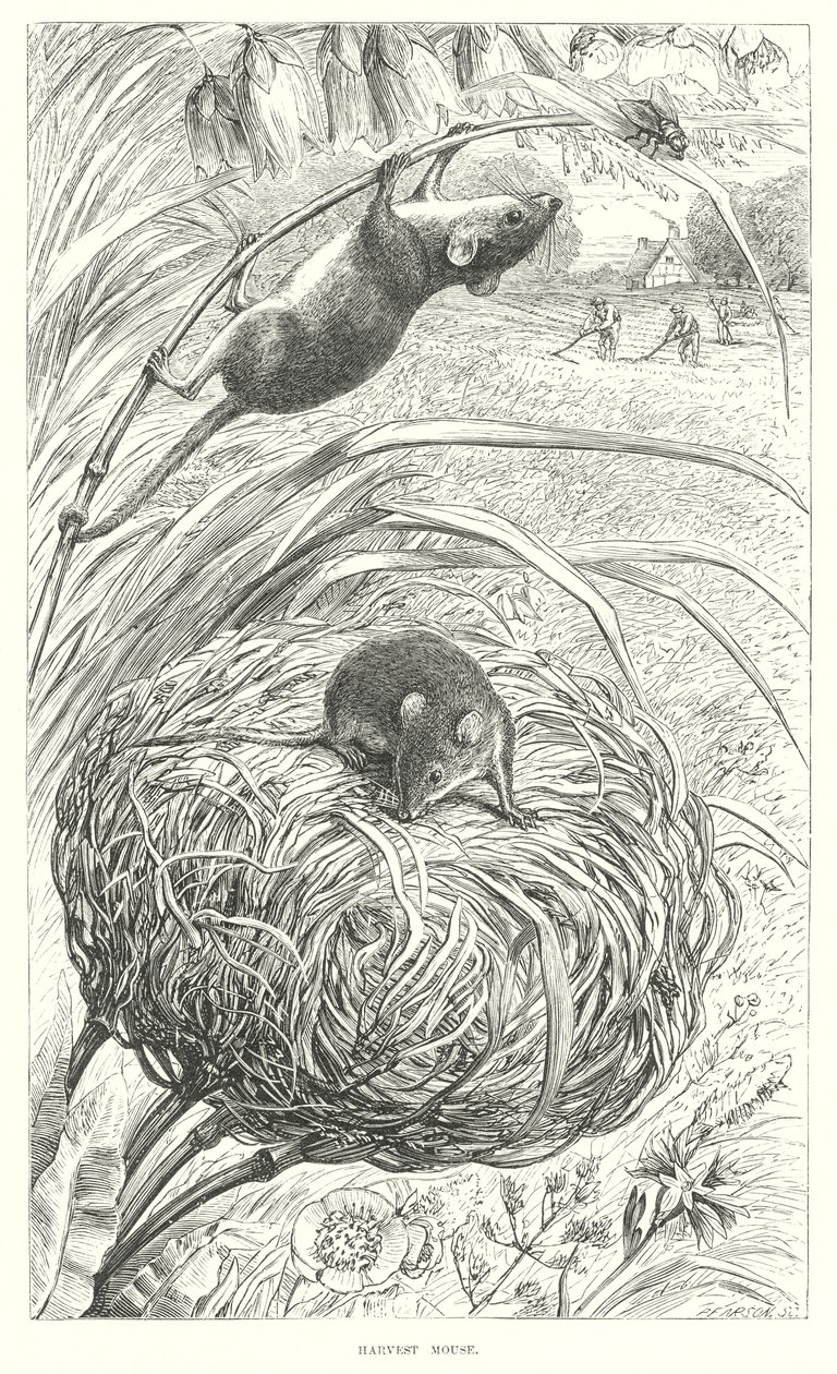 Ratón de la cosecha (grabado) de English School
