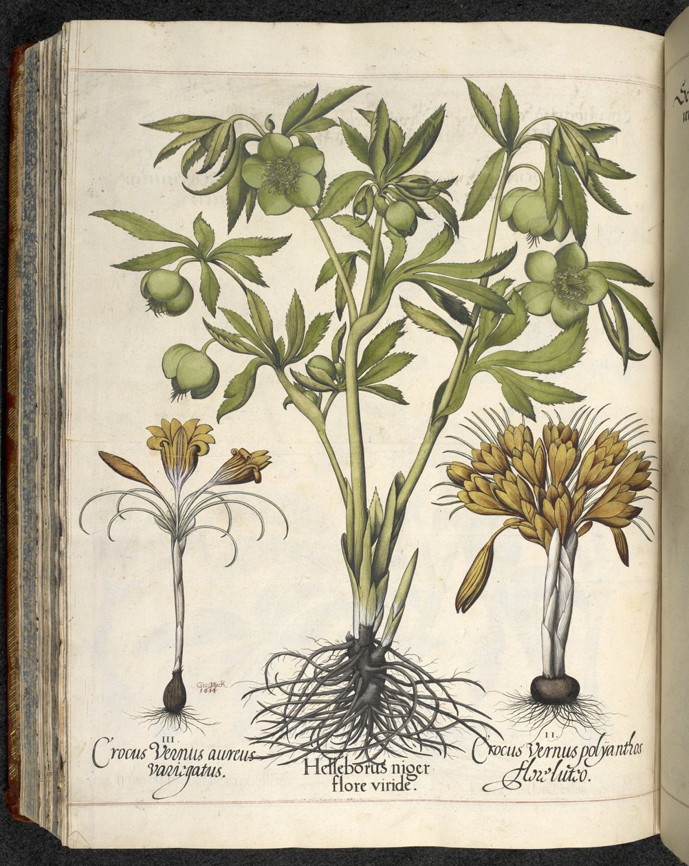 Helleborus Niger (eléboro negro) de 