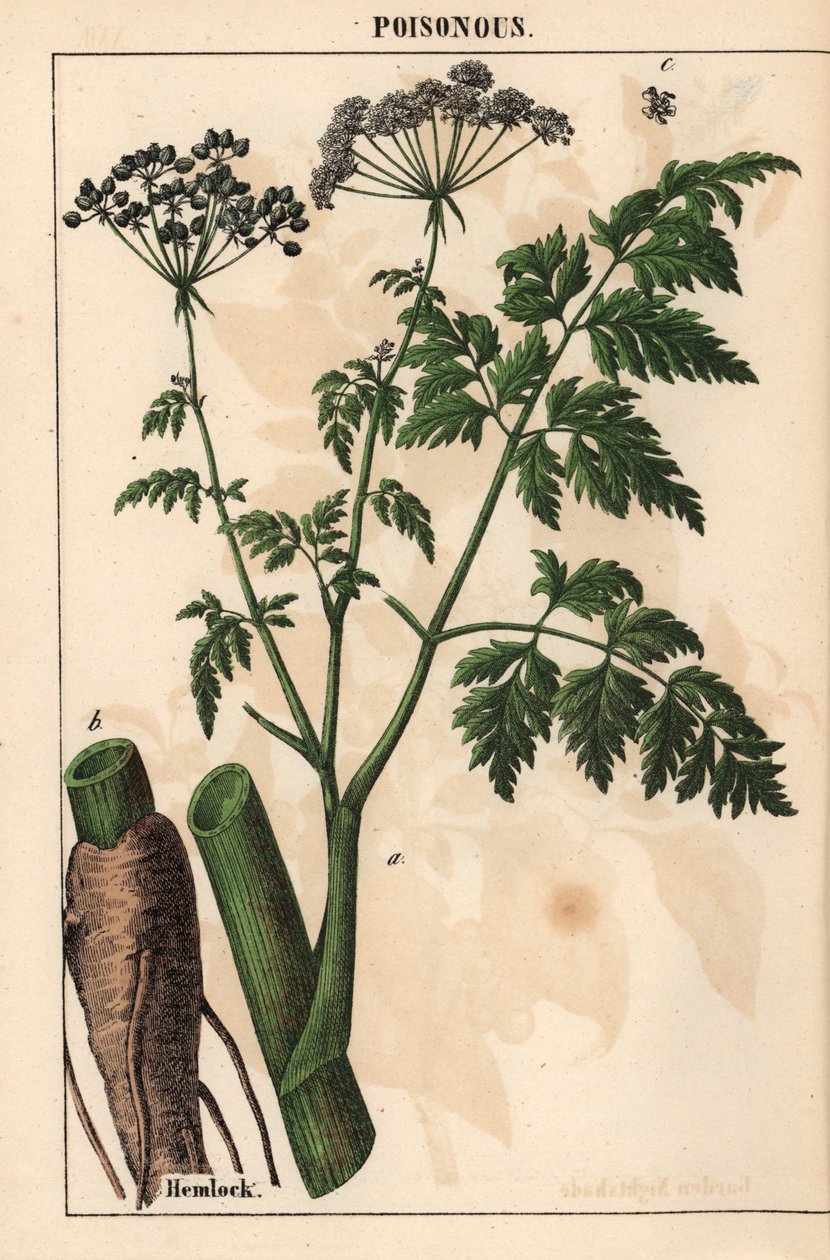 Cicuta o Conium maculatum   , de "The Instructive Picturebook, or Lessons from the Vegetable World", [Charlotte Mary Yonge], Edimburgo de English School