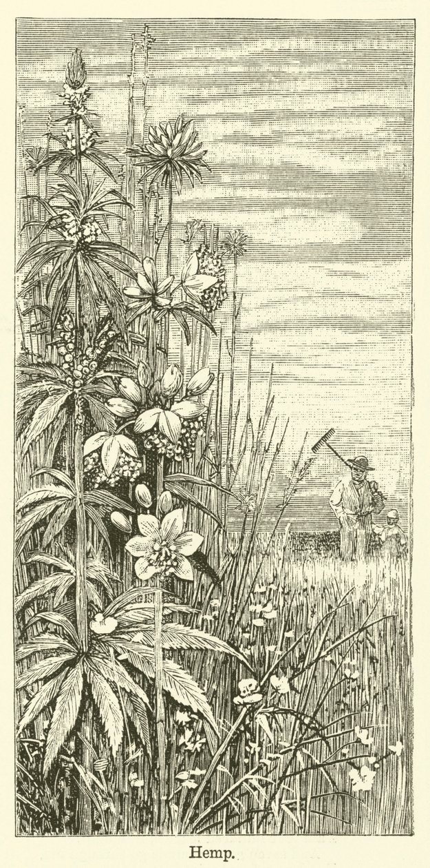 Cáñamo (grabado) de English School