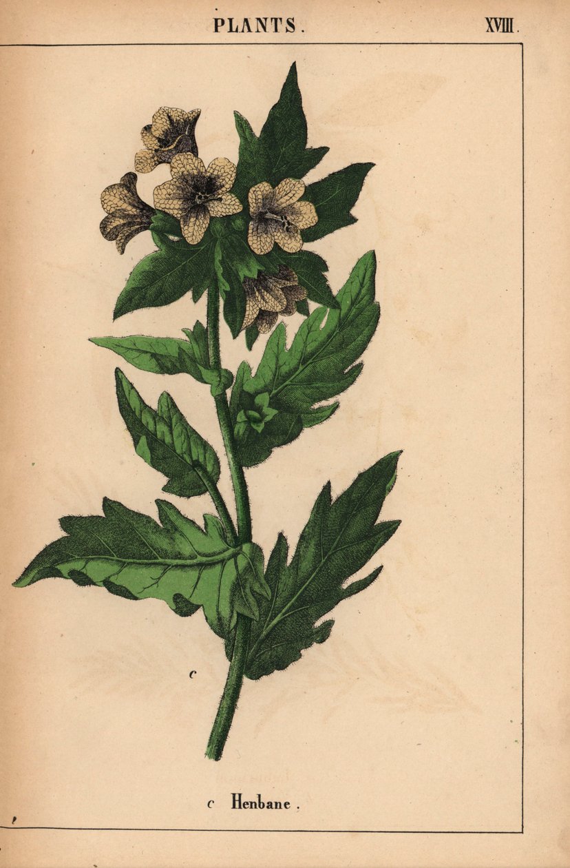 beleño   , de "The Instructive Picturebook, or Lessons from the Vegetable World", [Charlotte Mary Yonge], Edimburgo de English School