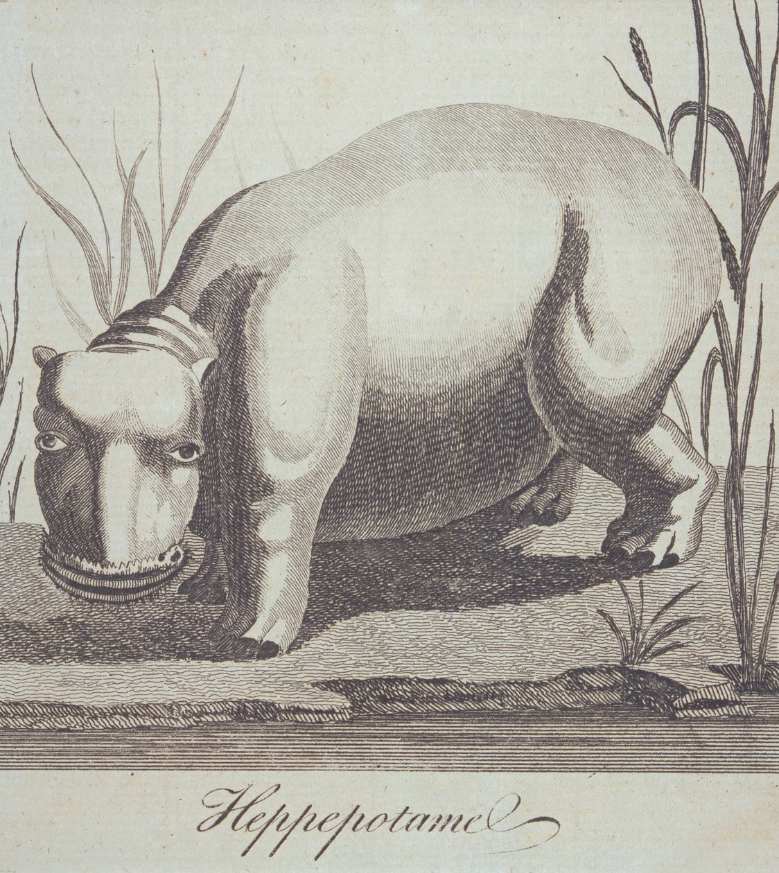 Hipopótamo, de The Gentlemans Magazine, publicado en diciembre de 1772 de English School