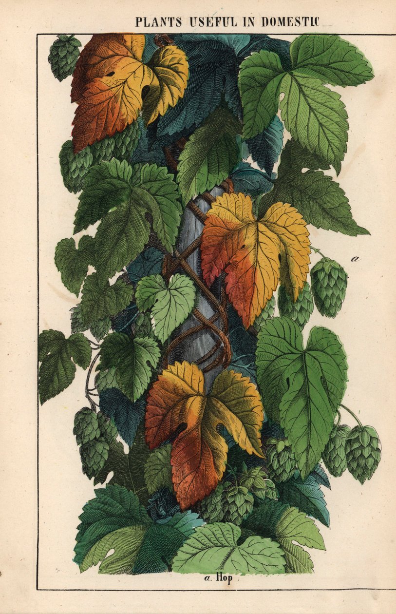 Lúpulo, con frutos verdes  , de "The Instructive Picturebook, or Lessons from the Vegetable World", [Charlotte Mary Yonge], Edimburgo de English School