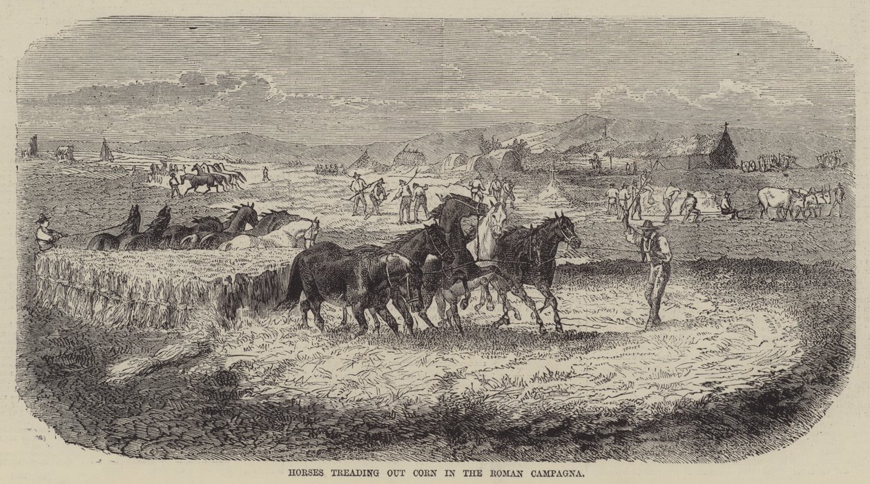 Caballos desgranando maíz en la campiña romana (grabado) de English School