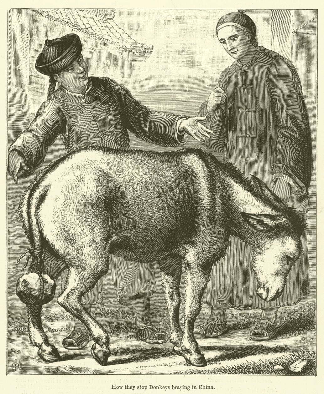 Cómo impiden rebuznar a los burros en China (grabado) de English School
