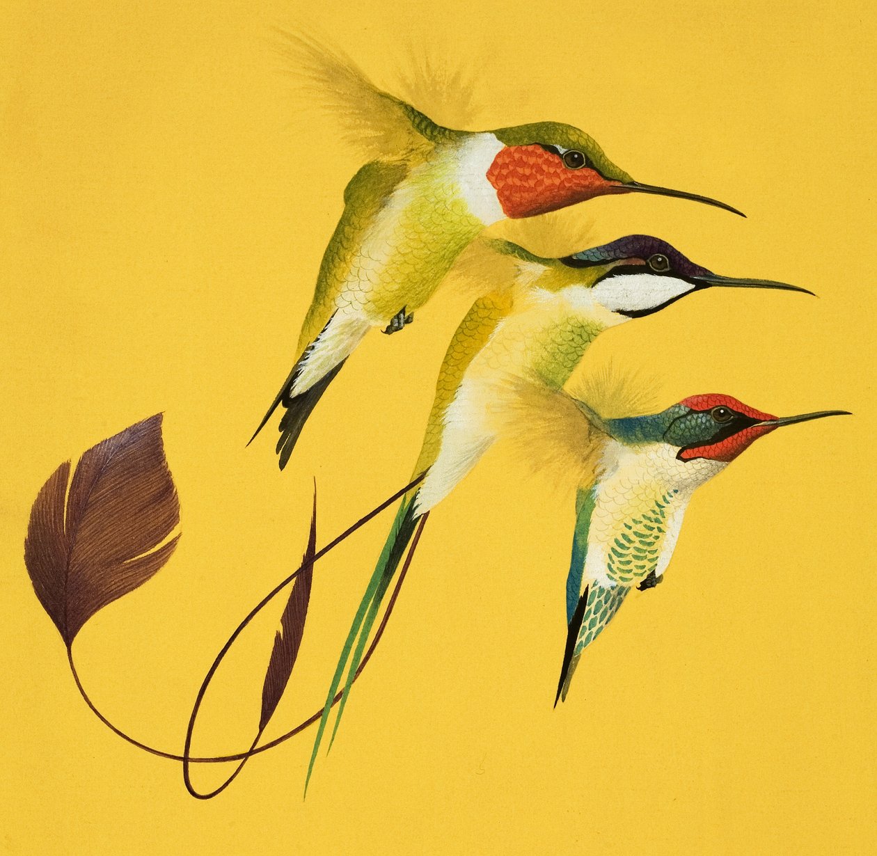 Humming Birds (gouache sobre papel) de English School