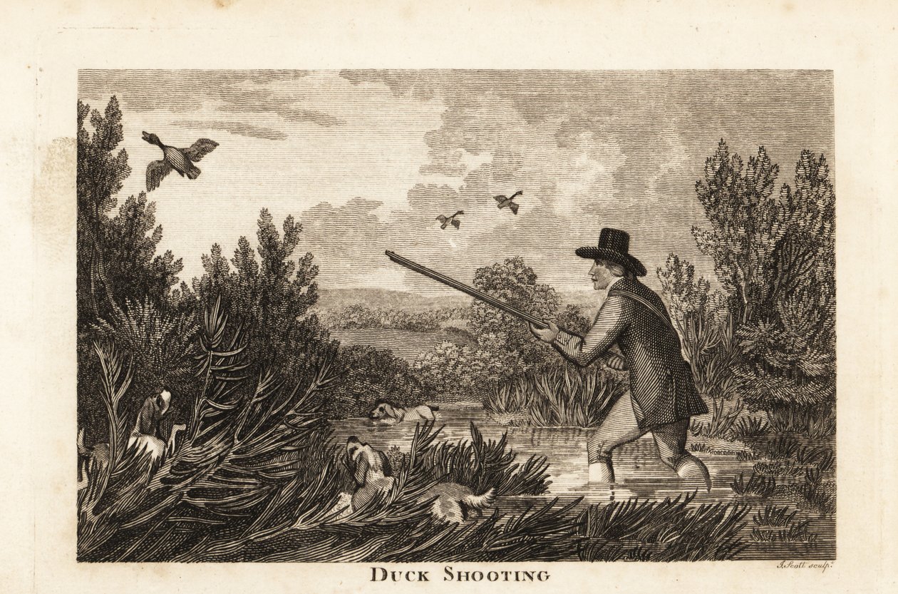 Cazador con spaniels de agua disparando a patos salvajes en los pantanos de English School