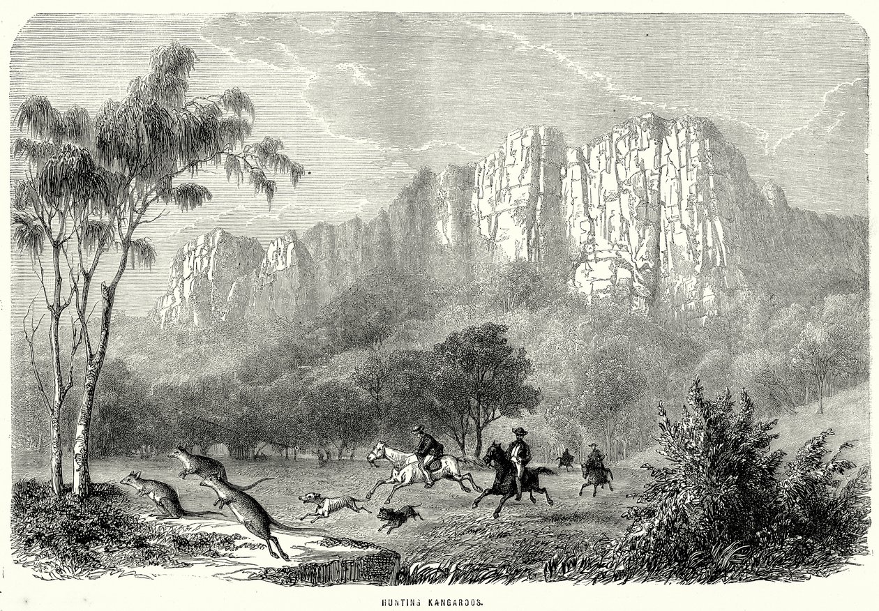Canguros de caza (grabado) de English School
