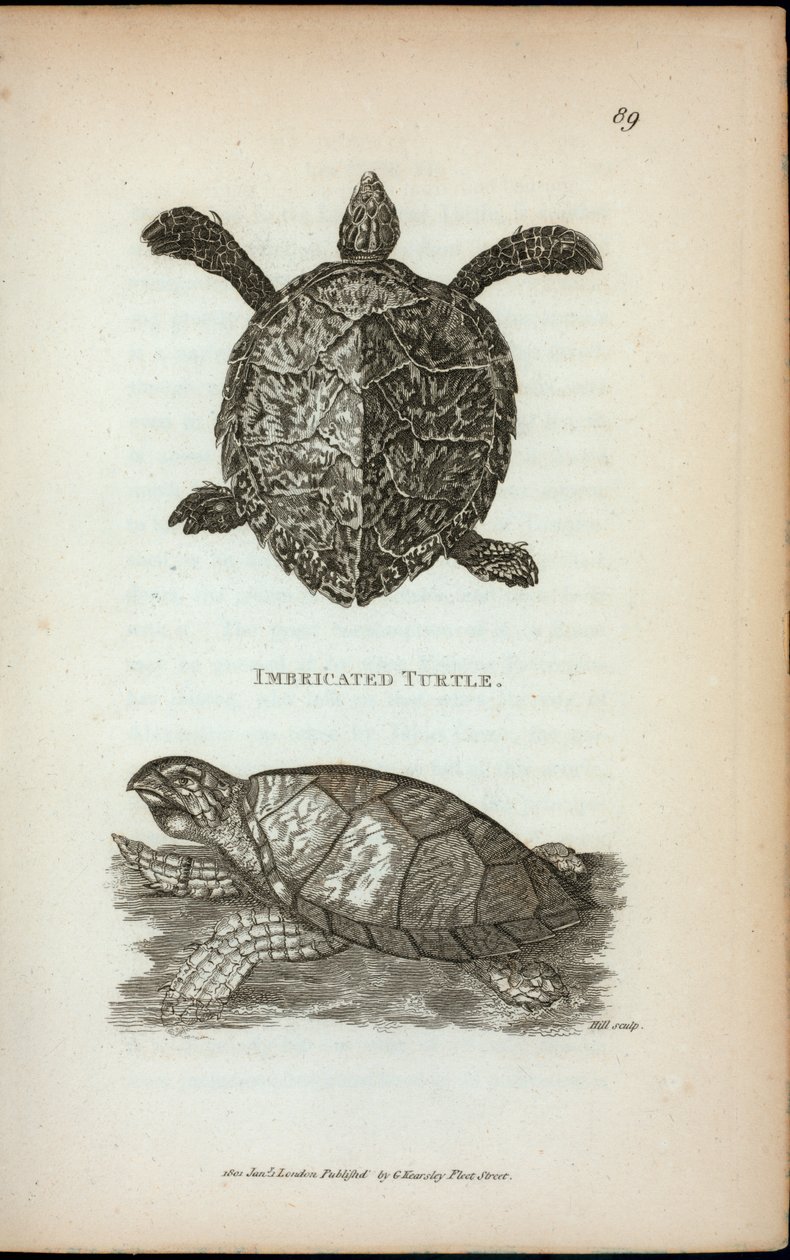 Tortuga imbricada, de 
