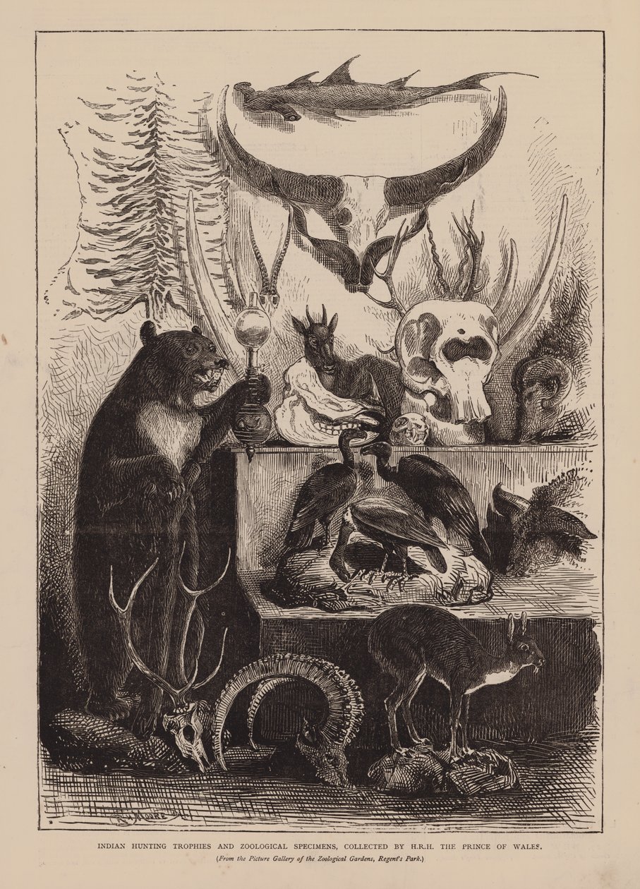 Trofeos de caza y especímenes zoológicos de la India, coleccionados por S.A.R. el Príncipe de Gales (grabado) de English School