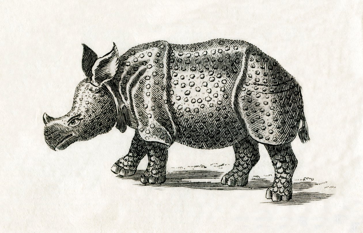 Rinoceronte indio, o rinoceronte mayor de un cuerno, Rhinoceros unicornis, de una impresión del siglo XVIII (grabado) de English School