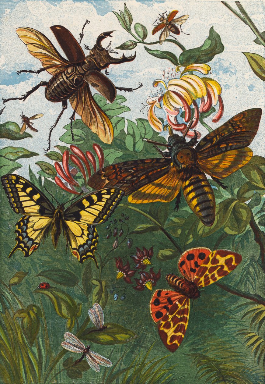 Insectos (litografía en color) de English School