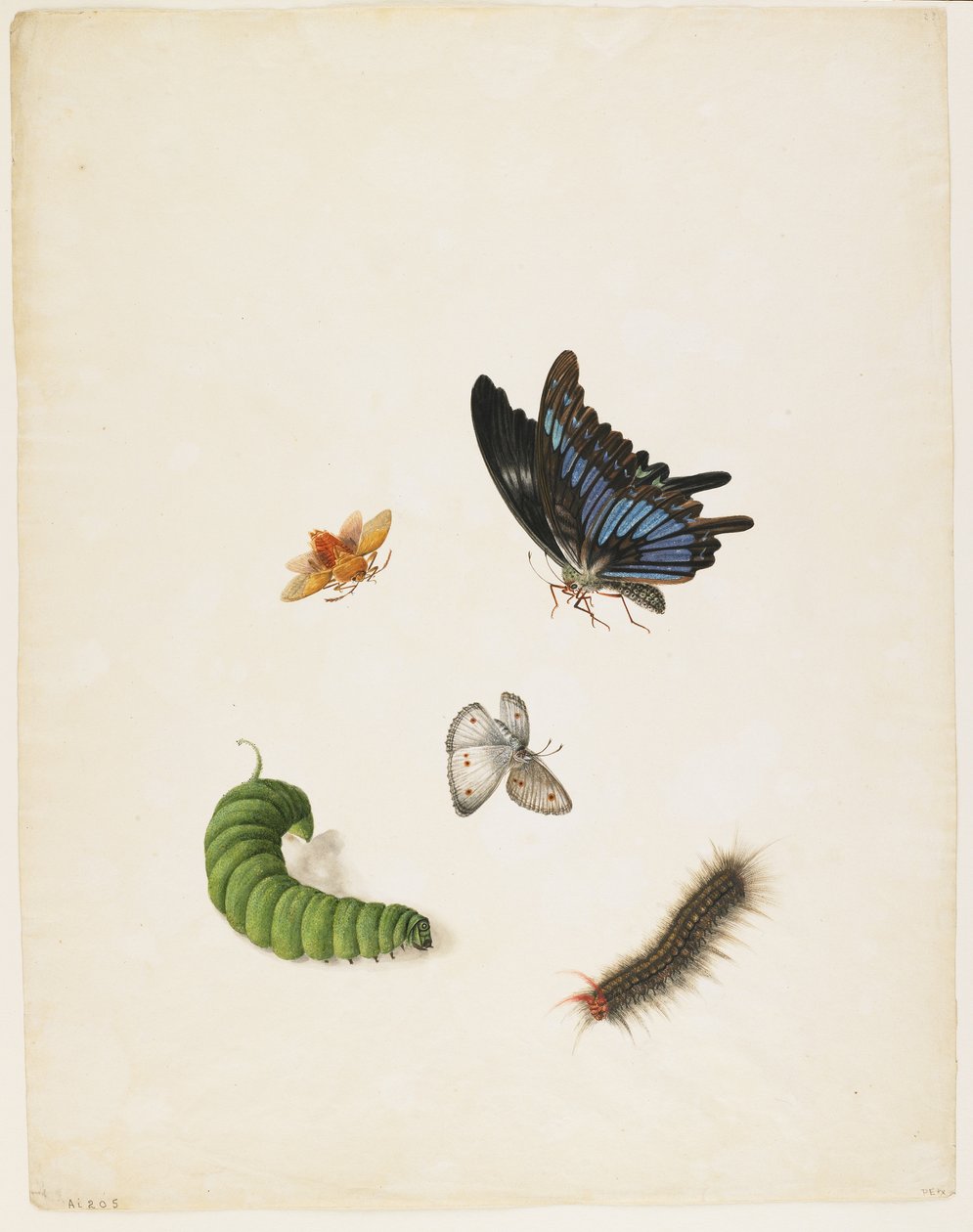 Insectos de English School