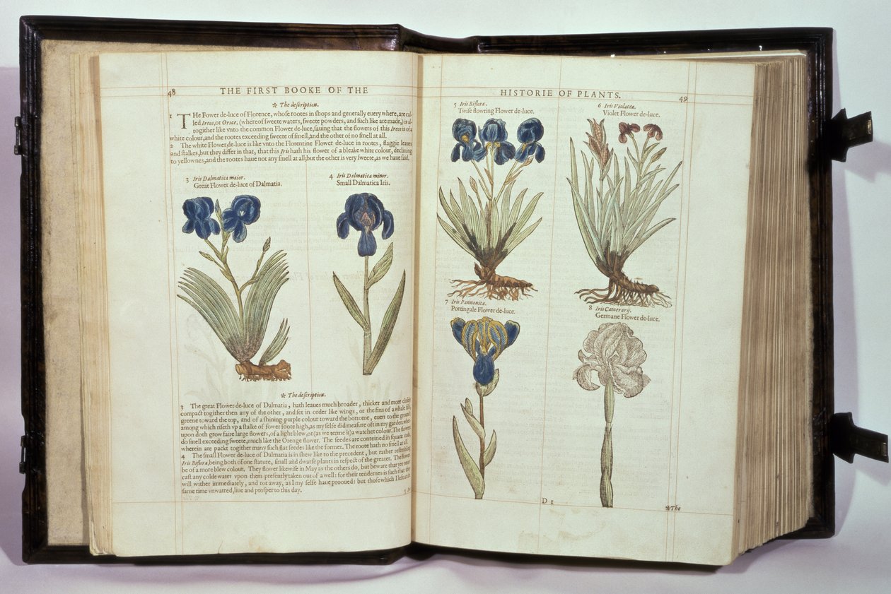 Iris (Flores de lis), seis variedades de 