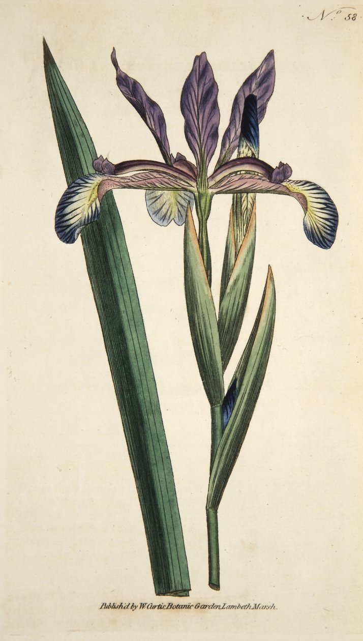Iris Spuria (Iris Espurio), de The Botanical Magazine or Flower Garden Displayed, pub. 1790 (grabado coloreado a mano) de English School