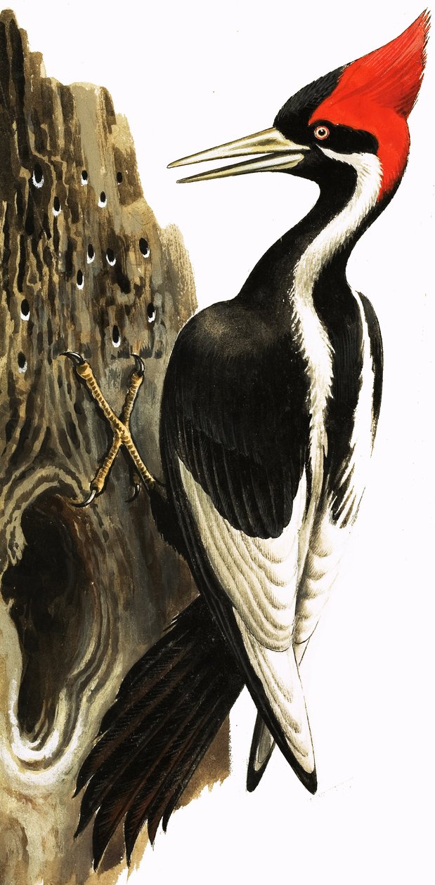 Ivory-billed Woodpecker (gouache sobre papel) de English School