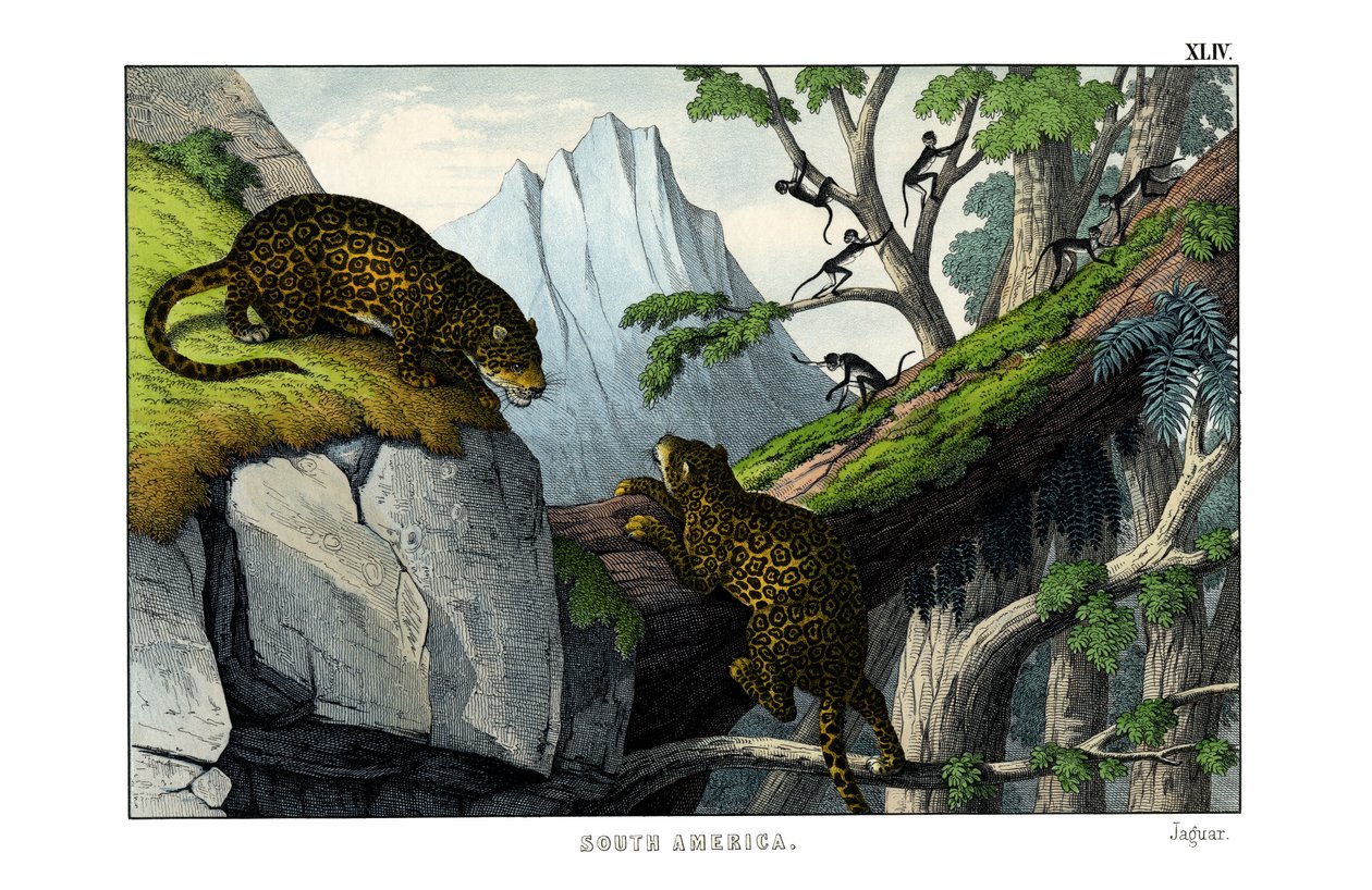Jaguar de English School