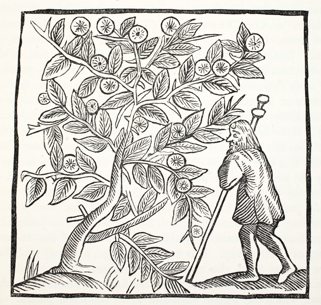José de Arimatea y el Espino de Glastonbury, ilustración de Chap-books of the Eighteenth Century por John Ashton, pub. 1882 de English School