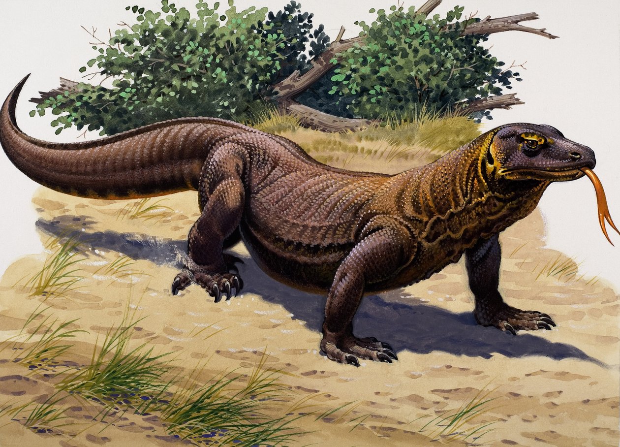 Dragón de Komodo (gouache sobre papel) de English School