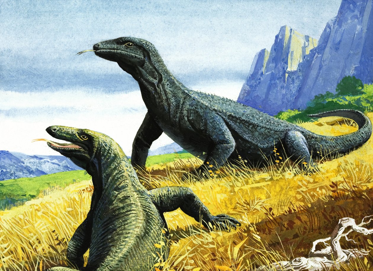 Dragón de Komodo (gouache sobre papel) de English School