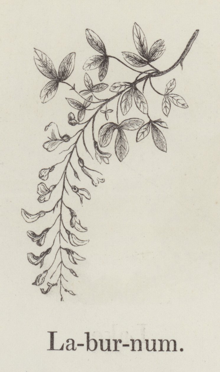 Laburnum (grabado) de English School
