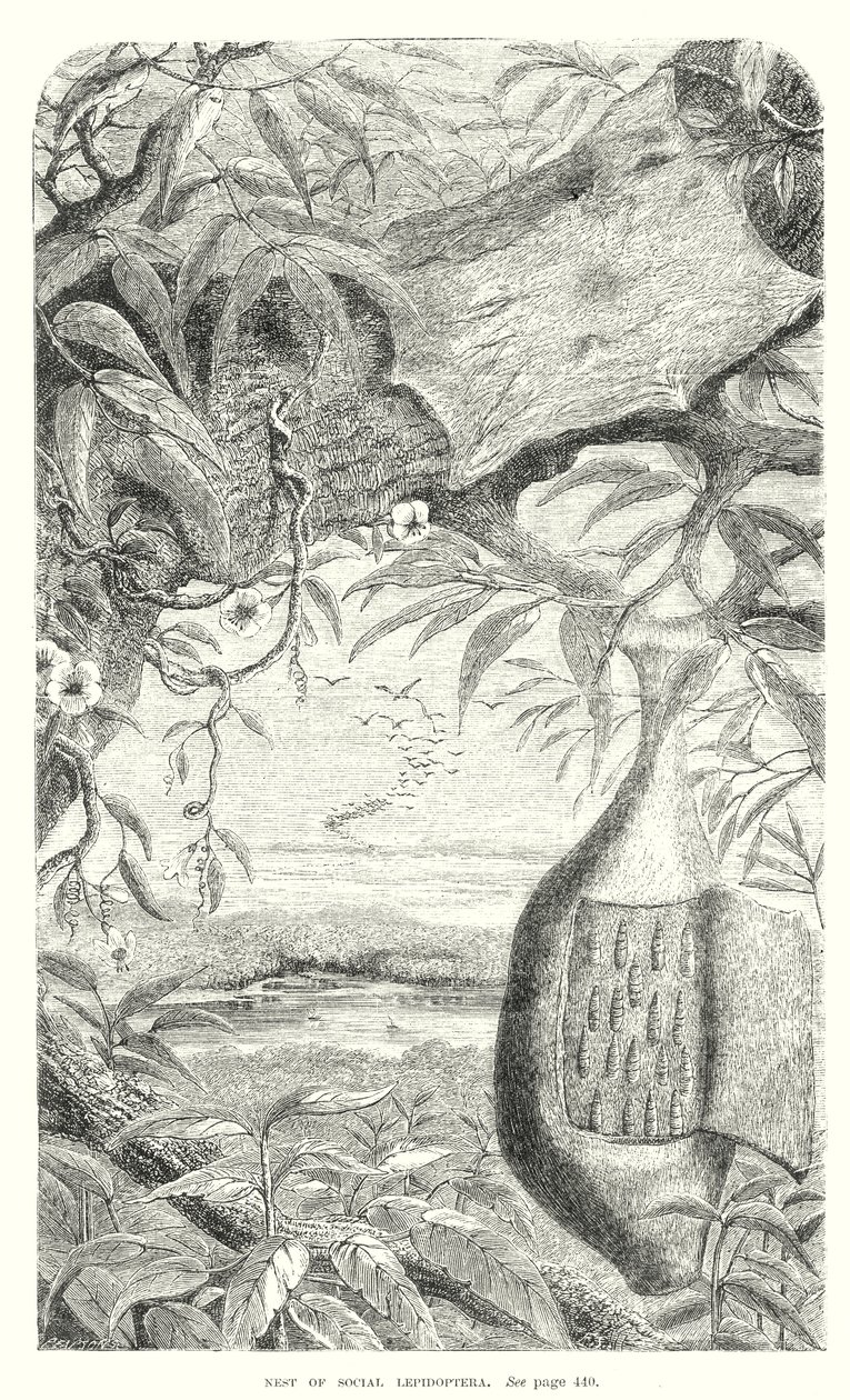 Insectos lepidópteros (grabado) de English School