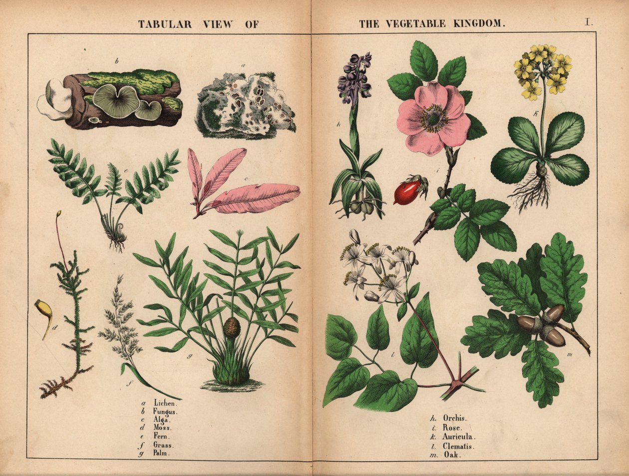 Líquenes, hongos, algas, musgos, helechos, hierbas, palmeras, orquídeas, rosas, aurículas, clemátides y robles.  , de "The Instructive Picturebook, or Lessons from the Vegetable World", [Charlotte Mary Yonge], Edimburgo de English School