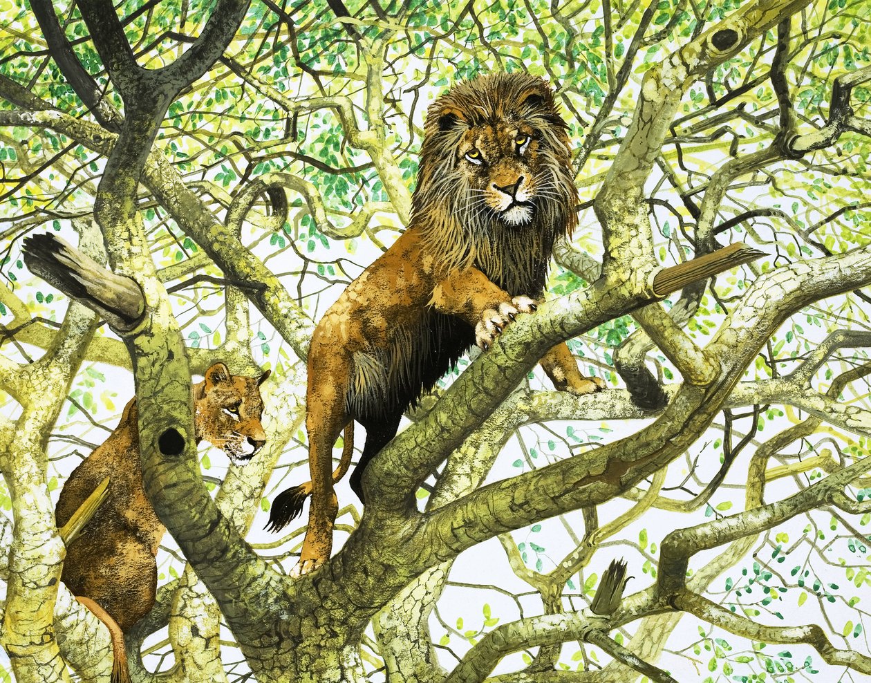 León y leona en un árbol (gouache sobre papel) de English School