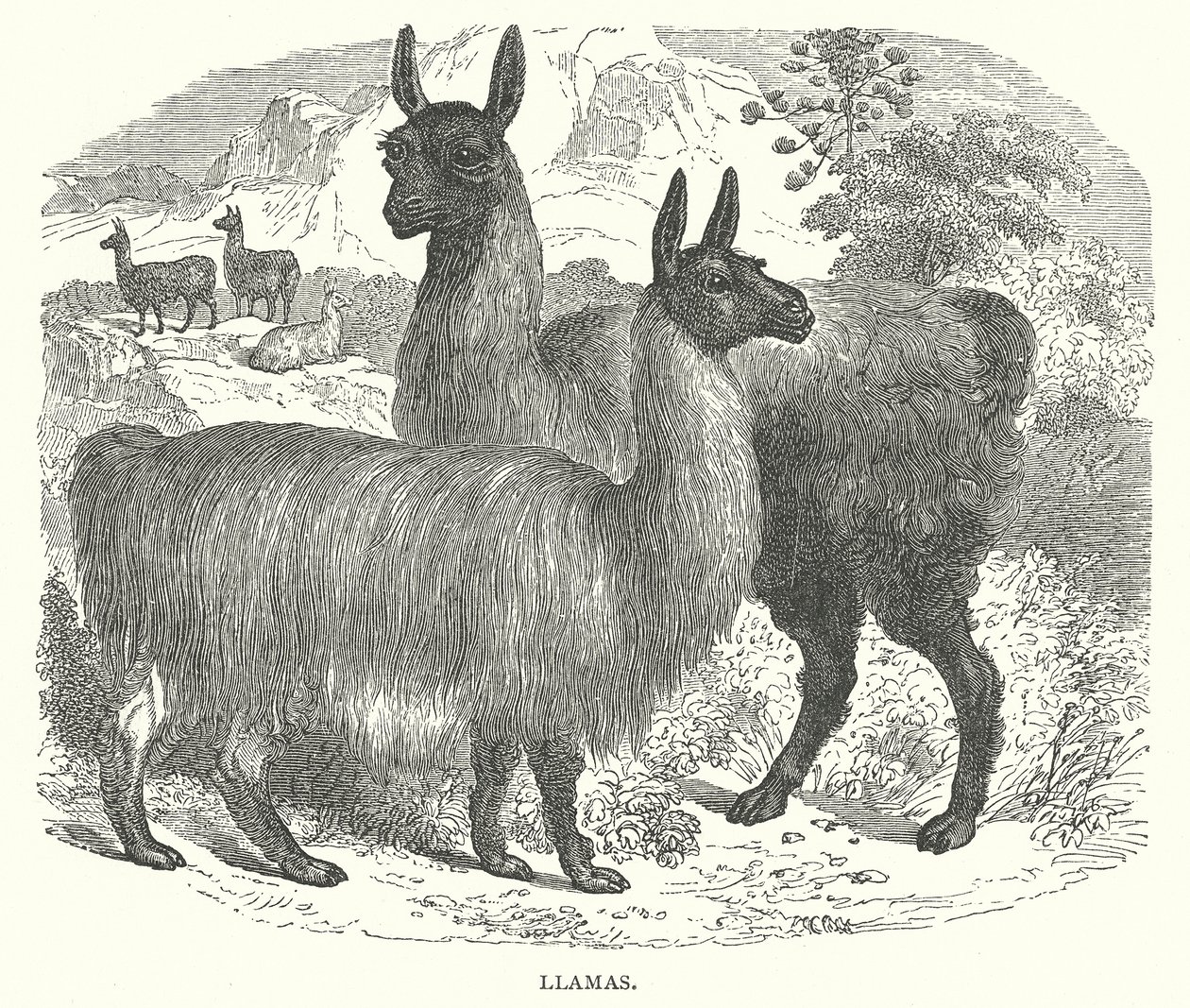 Llamas (engraving) de English School