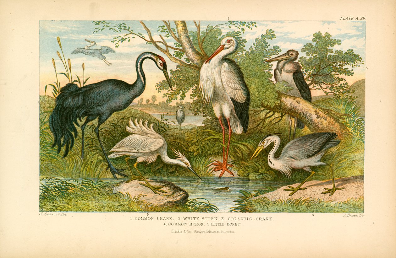 Pájaros de patas largas (litografía en color) de English School