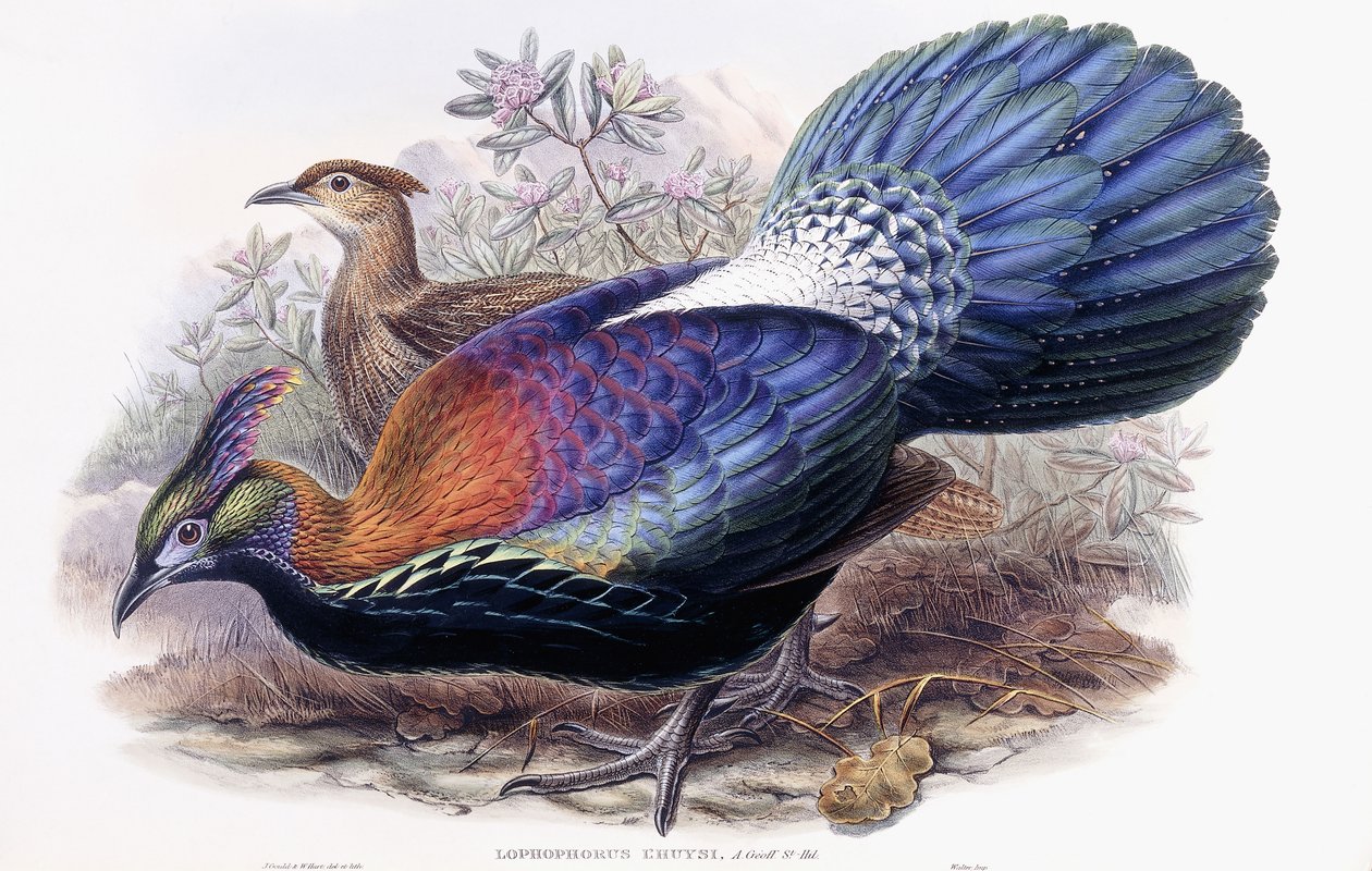 Lophophorus Lhuysii de English School