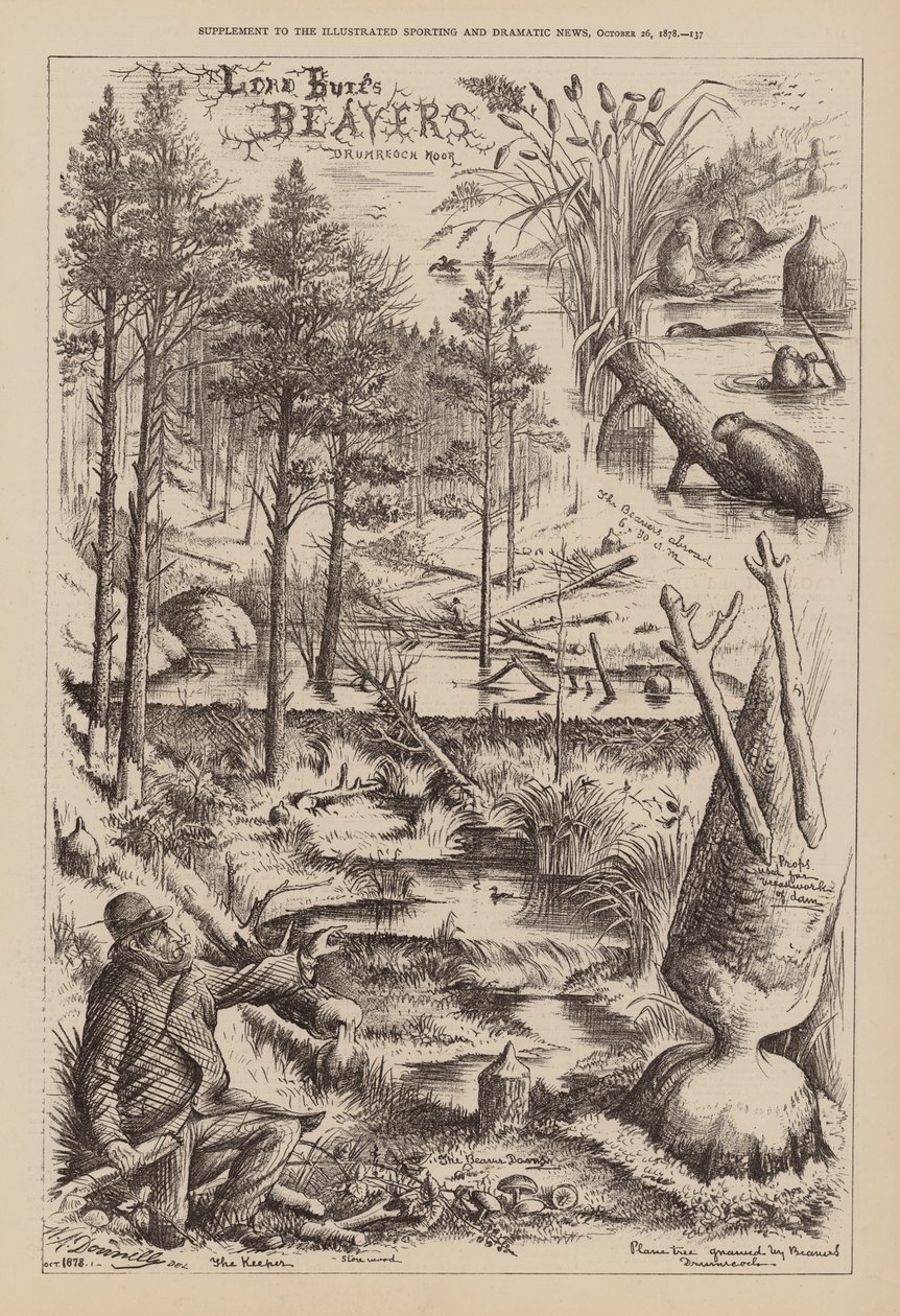 Castores de Lord Bure, Drumreoch Moor (grabado) de English School