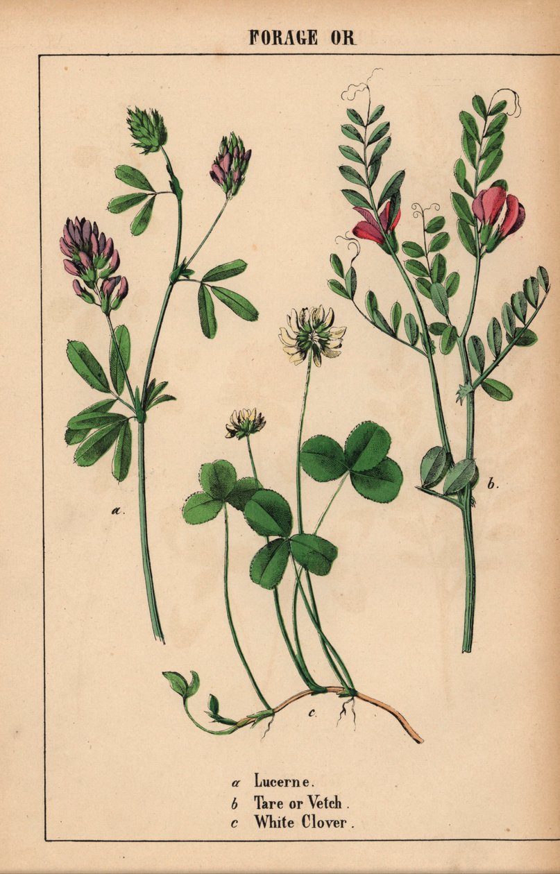 alfalfa, tara o arveja y trébol blanco  , de "The Instructive Picturebook, or Lessons from the Vegetable World", [Charlotte Mary Yonge], Edimburgo de English School