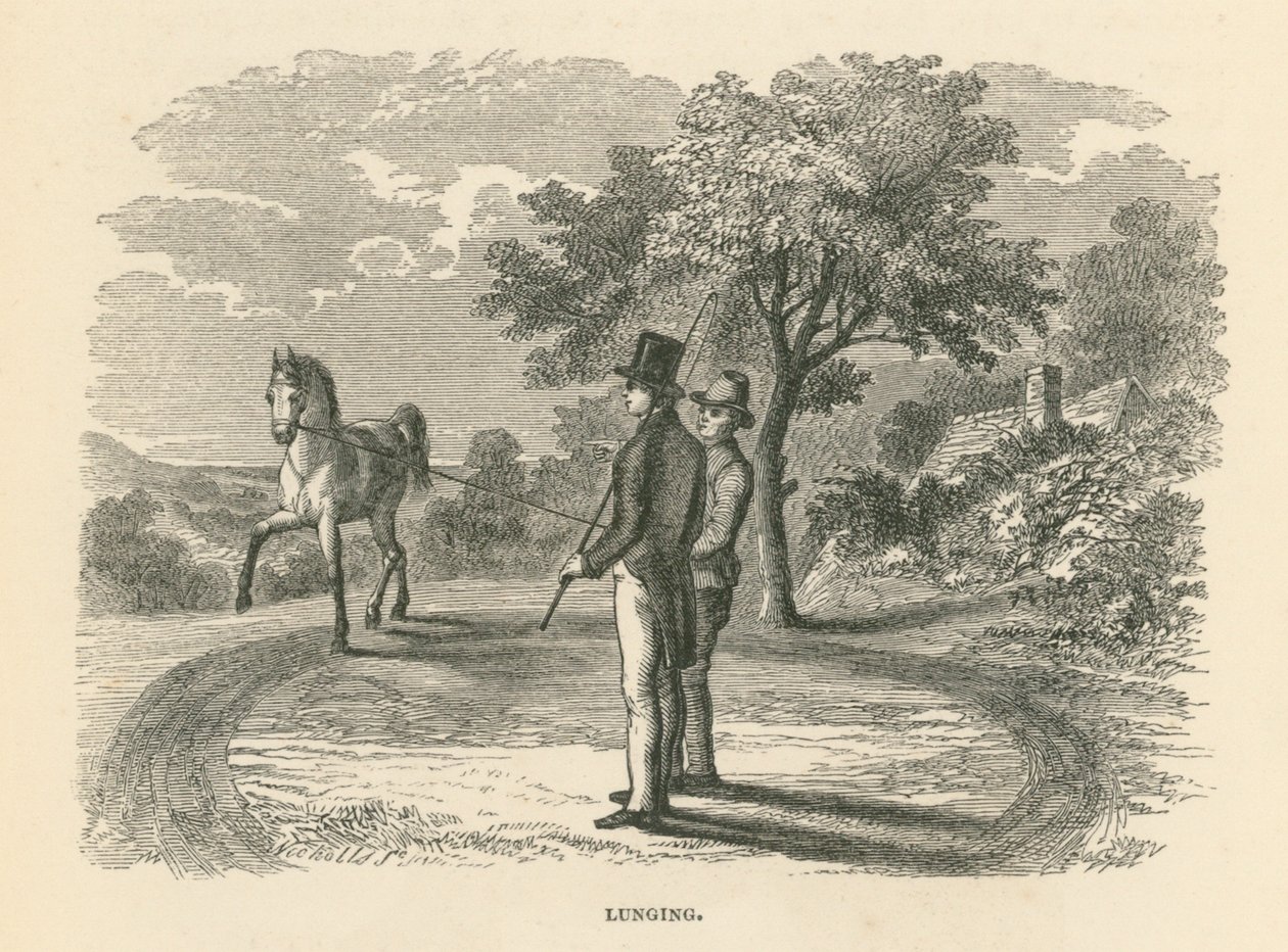 Pulmón (grabado) de English School