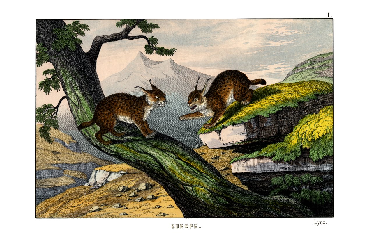 Lince de English School