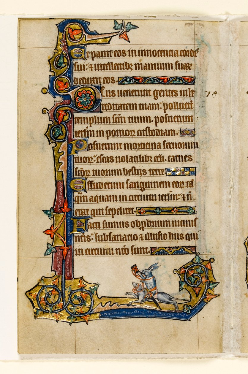 Un conejo montando un sabueso, caza, decoración marginal del Salterio de Macclesfield, Uso de Sarum, East Anglia, c.1330 de English School