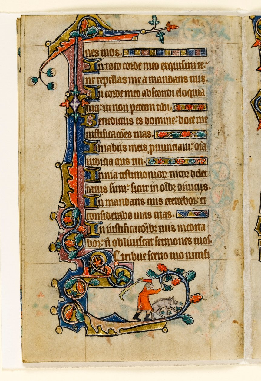 Un porquero derribando bellotas para un cerdo, decoración marginal del Salterio de Macclesfield, Uso de Sarum, East Anglia, c.1330 de English School