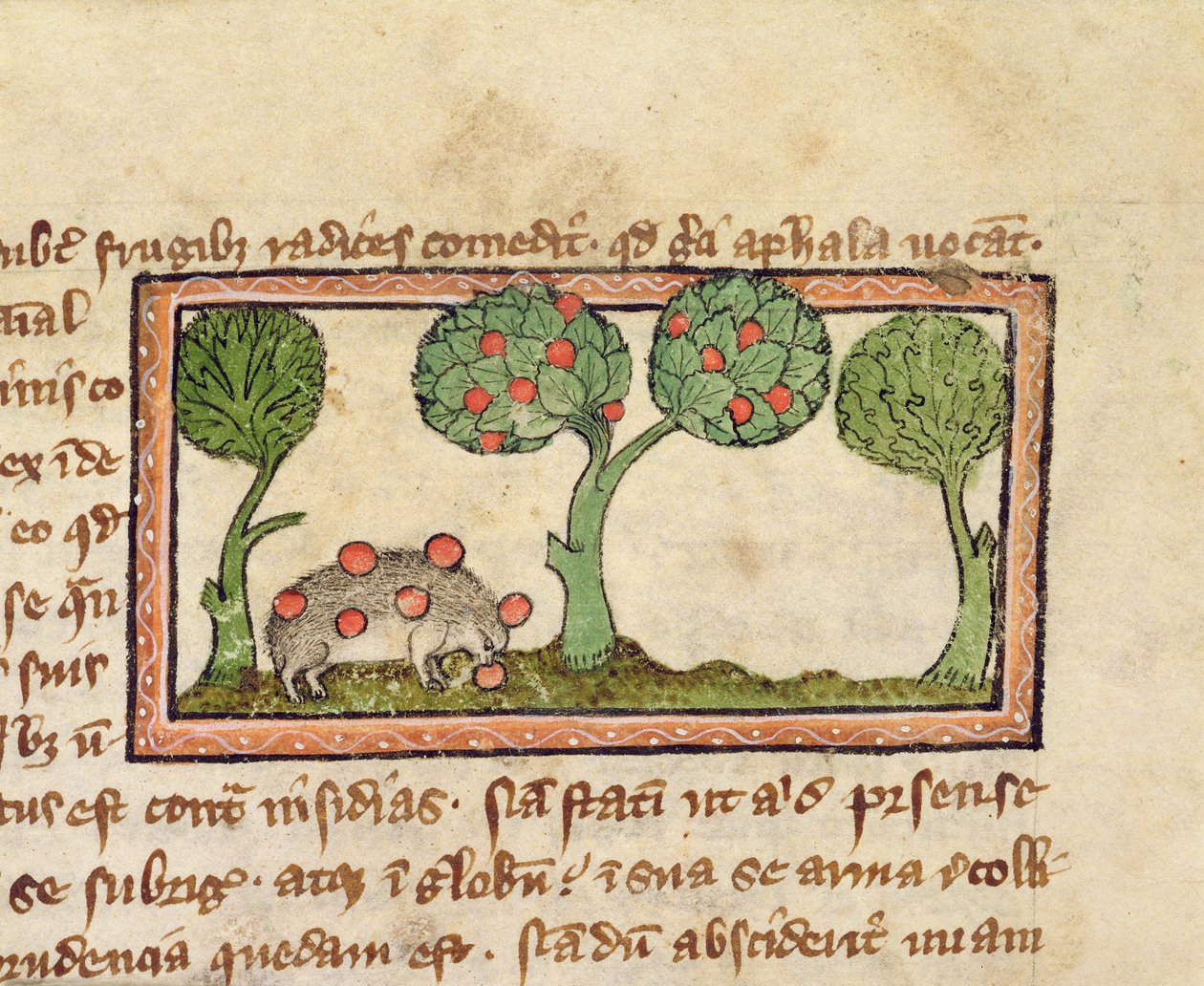 MS 379 f.13r Un erizo recogiendo manzanas, detalle de un Bestiario, Inglés de English School