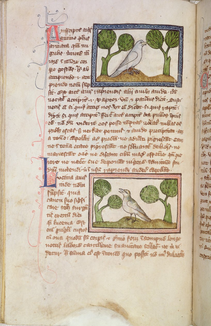 MS 379 f.22v Página de texto con un halcón blanco y un ruiseñor, de un Bestiario (vitela) de English School
