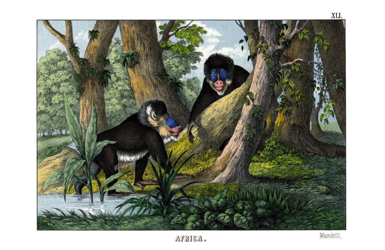 Mandril de English School