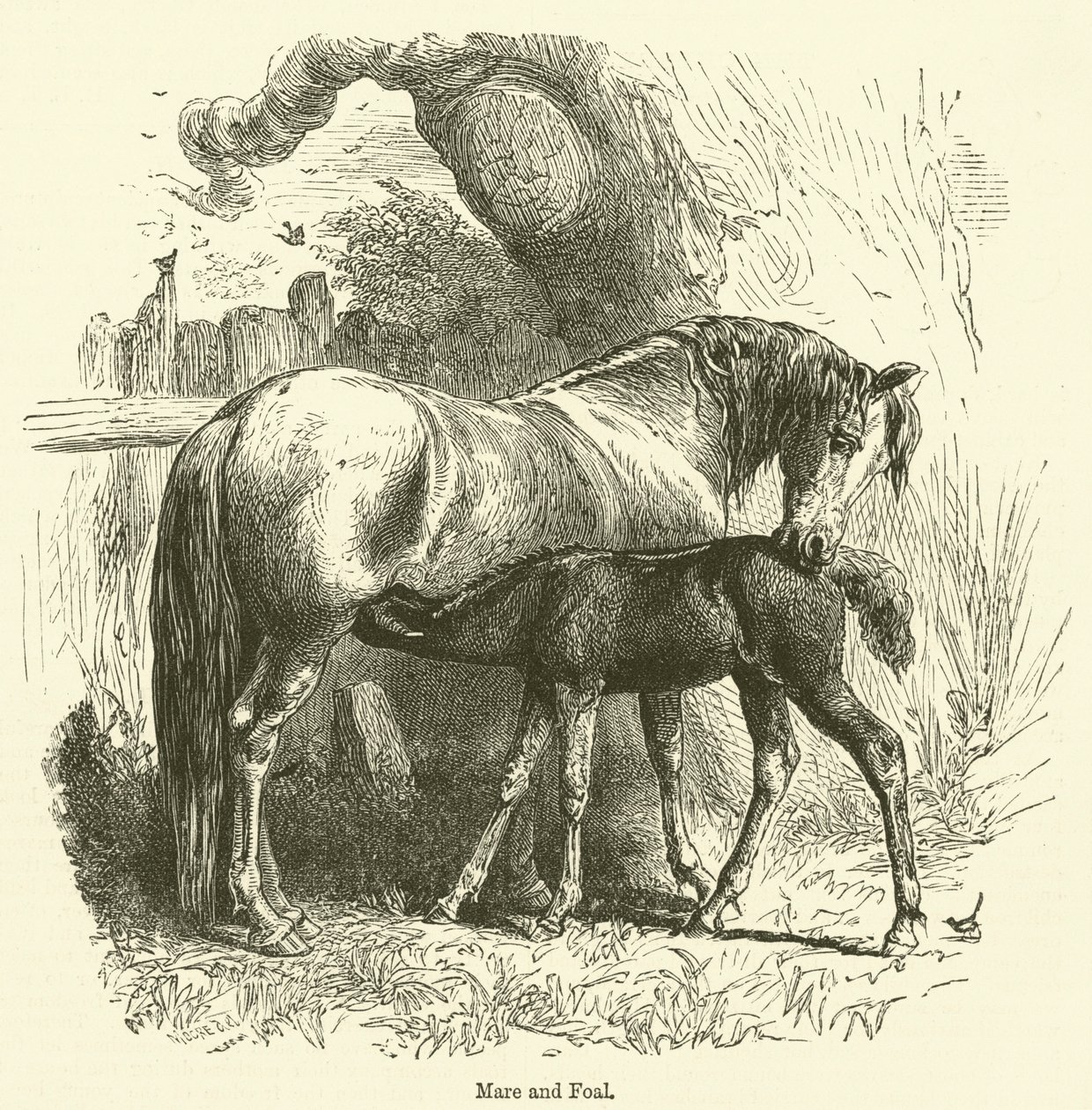 Yegua y potro (grabado) de English School
