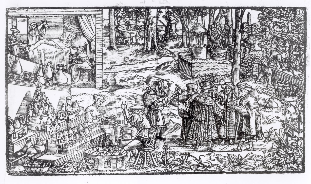 Cultivo de hierbas medicinales, 1531 de English School